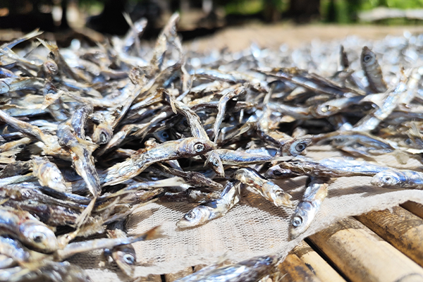 Survey Invitation: Aquatic Foods in School Meal Programs