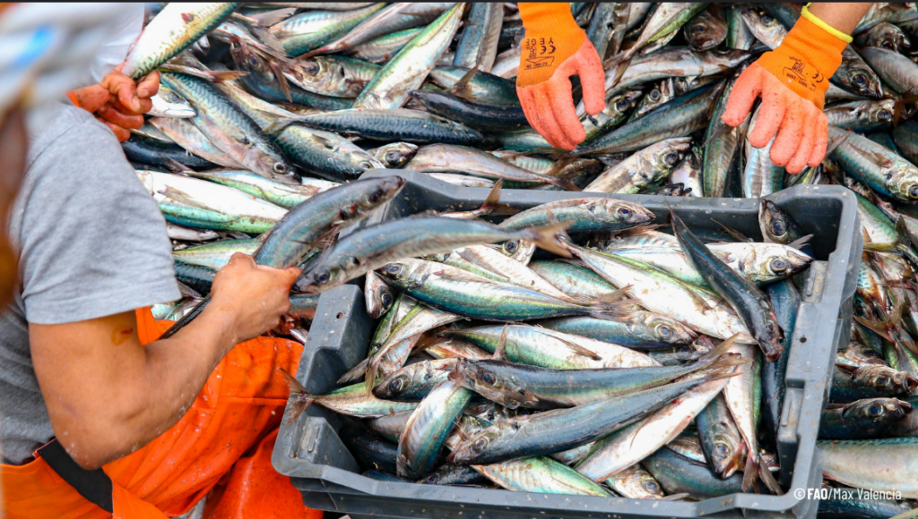 De la pesca artesanal al plato de los estudiantes: cómo el pescado llega a la alimentación escolar