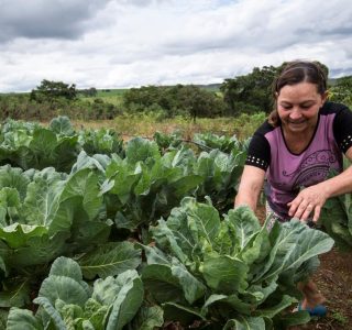 Luziania|GO 13|01|2016. Antonieta Cintra Pereira, 54 anos, agricultora. PAA. ©Ubirajara Machado